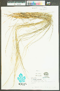 Muhlenbergia capillaris image