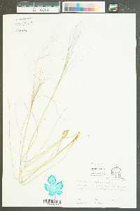 Muhlenbergia capillaris image