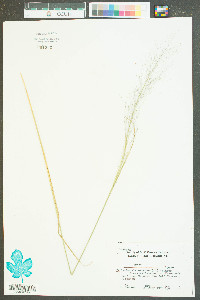 Muhlenbergia expansa image