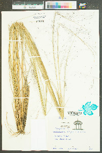 Muhlenbergia filipes image