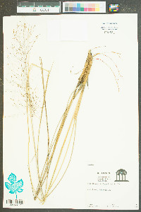 Muhlenbergia filipes image