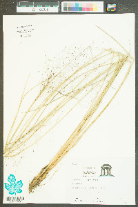 Muhlenbergia filipes image