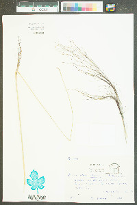 Muhlenbergia filipes image