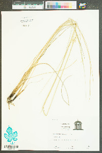 Muhlenbergia filipes image