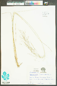 Muhlenbergia filipes image