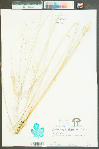 Muhlenbergia filipes image