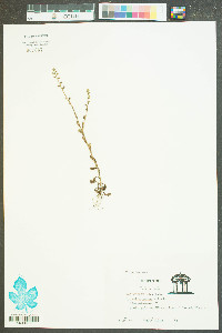 Myosotis verna image