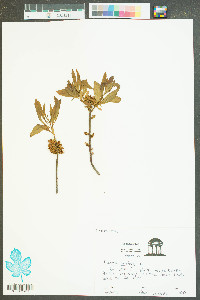 Myrica cerifera image