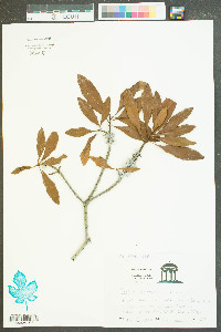 Myrica cerifera image