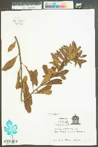 Myrica cerifera image