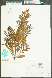 Myrica cerifera image