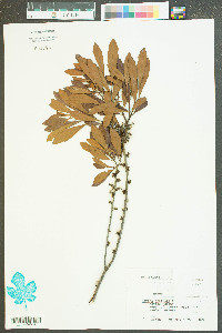 Myrica cerifera image