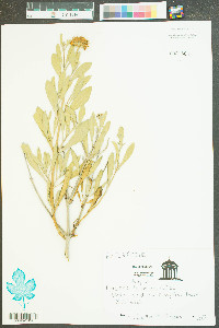 Borrichia frutescens image