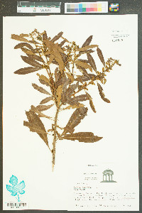 Myrica cerifera image