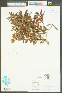 Myrica cerifera image