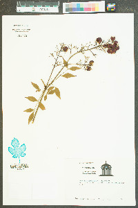 Nandina domestica image