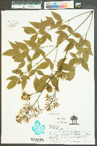 Nandina domestica image