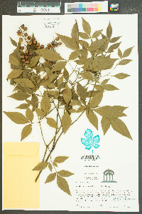 Nandina domestica image