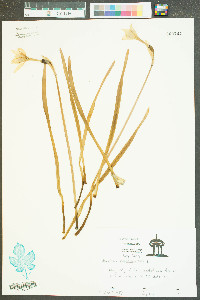 Narcissus pseudonarcissus image