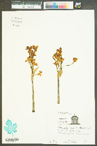 Narcissus pseudonarcissus image