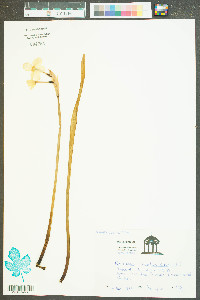 Narcissus ×medioluteus image