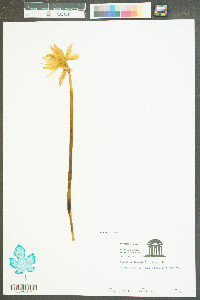 Narcissus ×medioluteus image