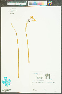 Narcissus ×medioluteus image