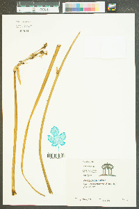 Narcissus ×medioluteus image