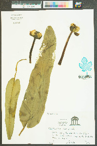 Nuphar lutea image