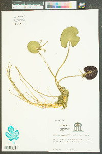 Nymphoides aquatica image