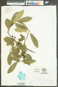 Nyssa aquatica image