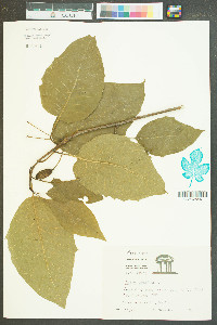 Nyssa aquatica image