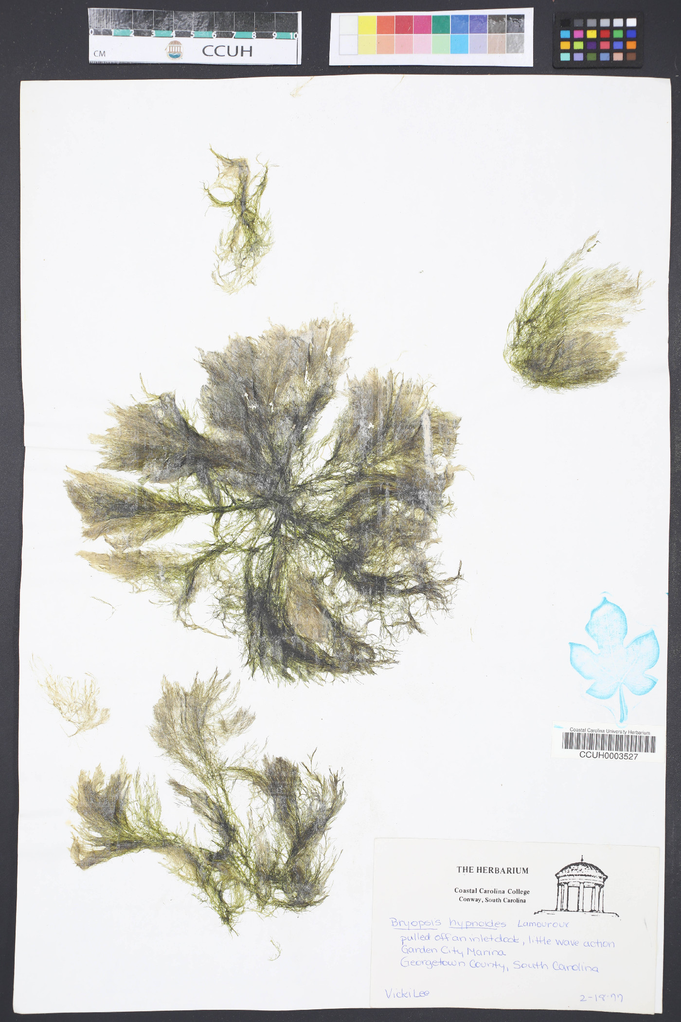 Bryopsis hypnoides image