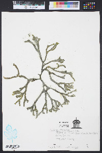 Codium isthmocladum image