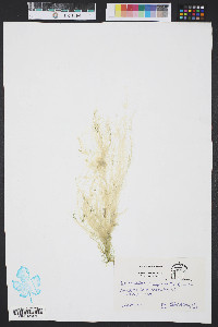 Enteromorpha compressa image