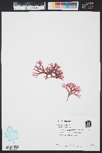 Image of Rhodymenia pseudopalmata