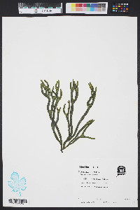 Media resource of Codium isthmocladum