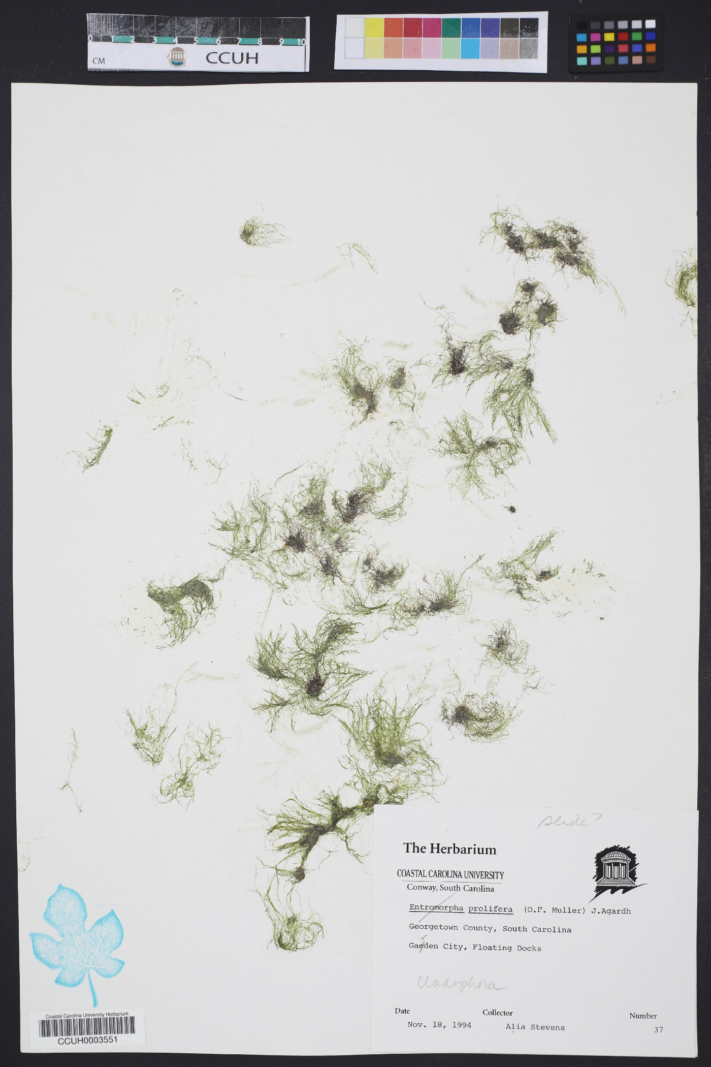 Cladophora prolifera image