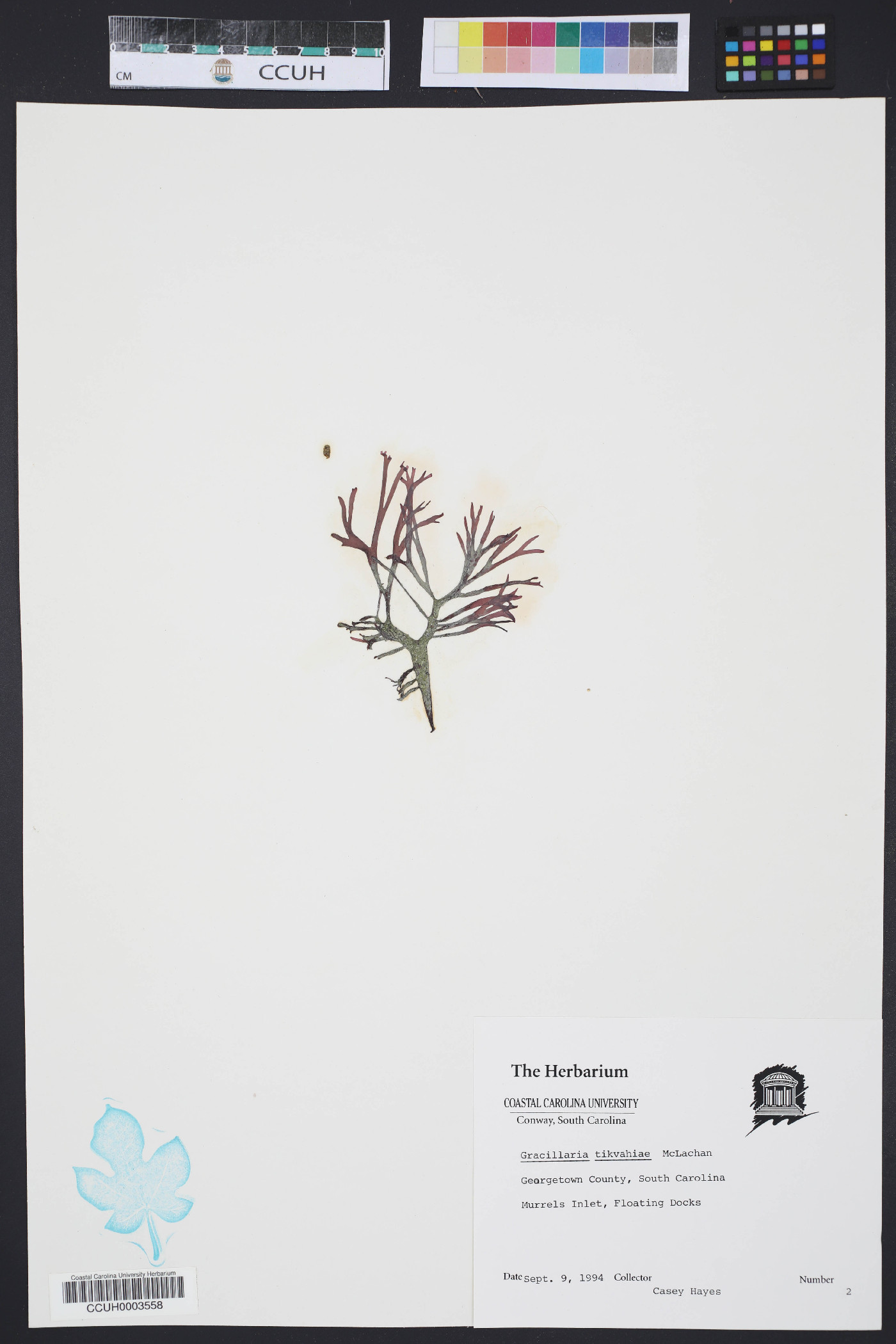 Gracilaria tikvahiae image