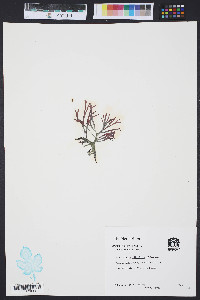 Gracilaria tikvahiae image