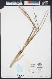 Spartina alterniflora image