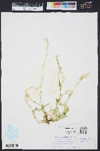 Ulva fasciata image
