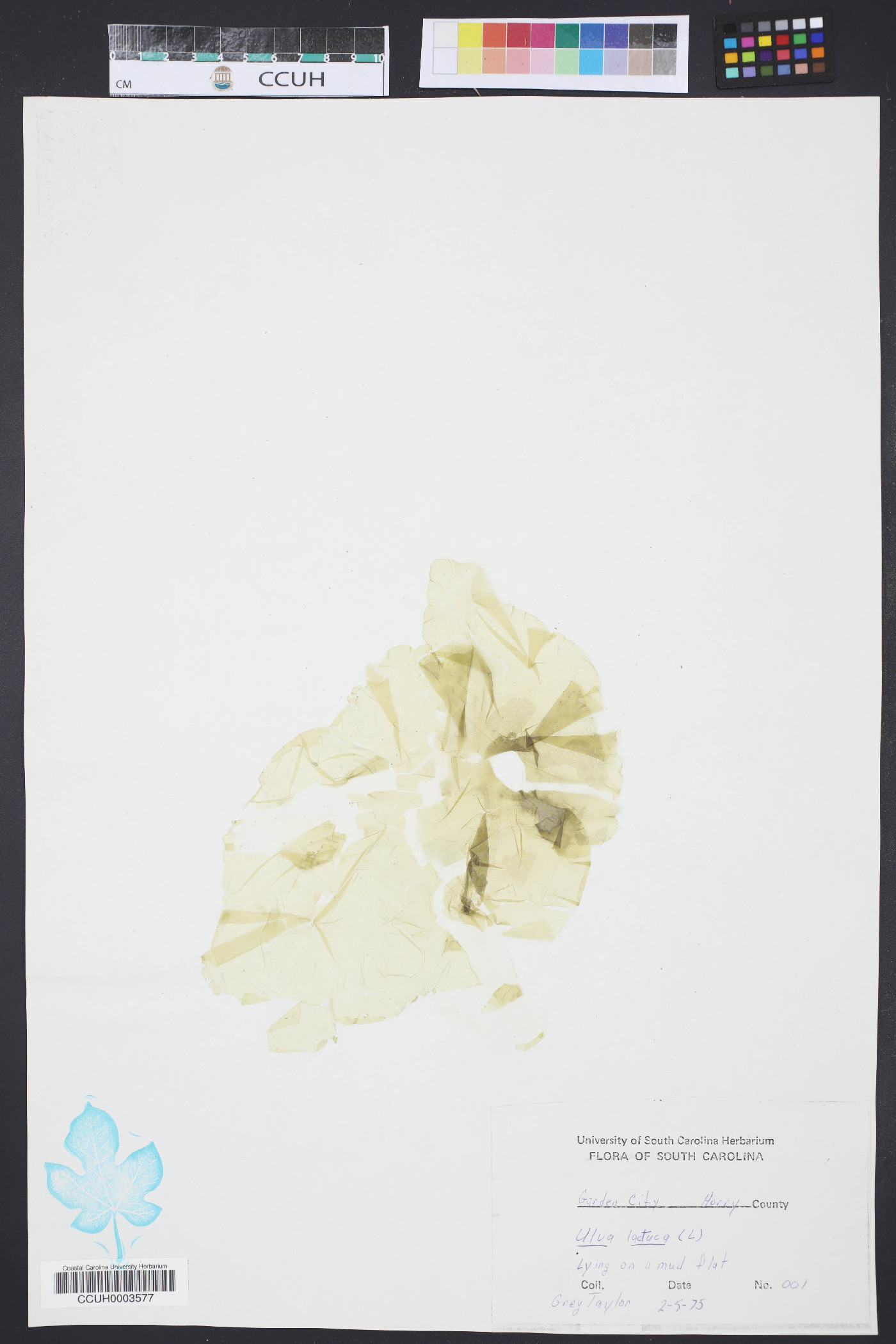 Ulva lactuca image