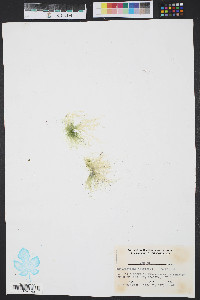 Enteromorpha compressa image