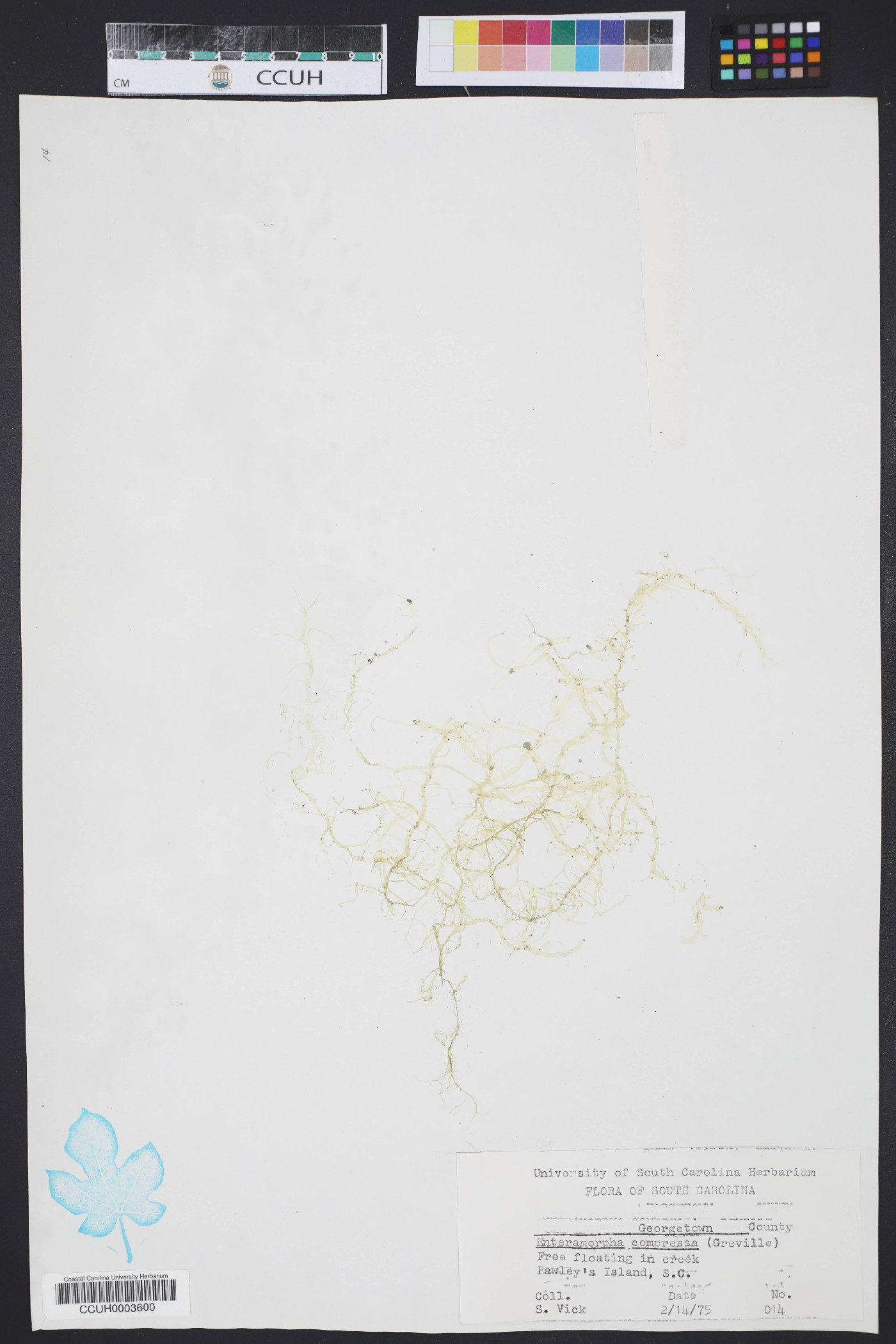 Enteromorpha compressa image