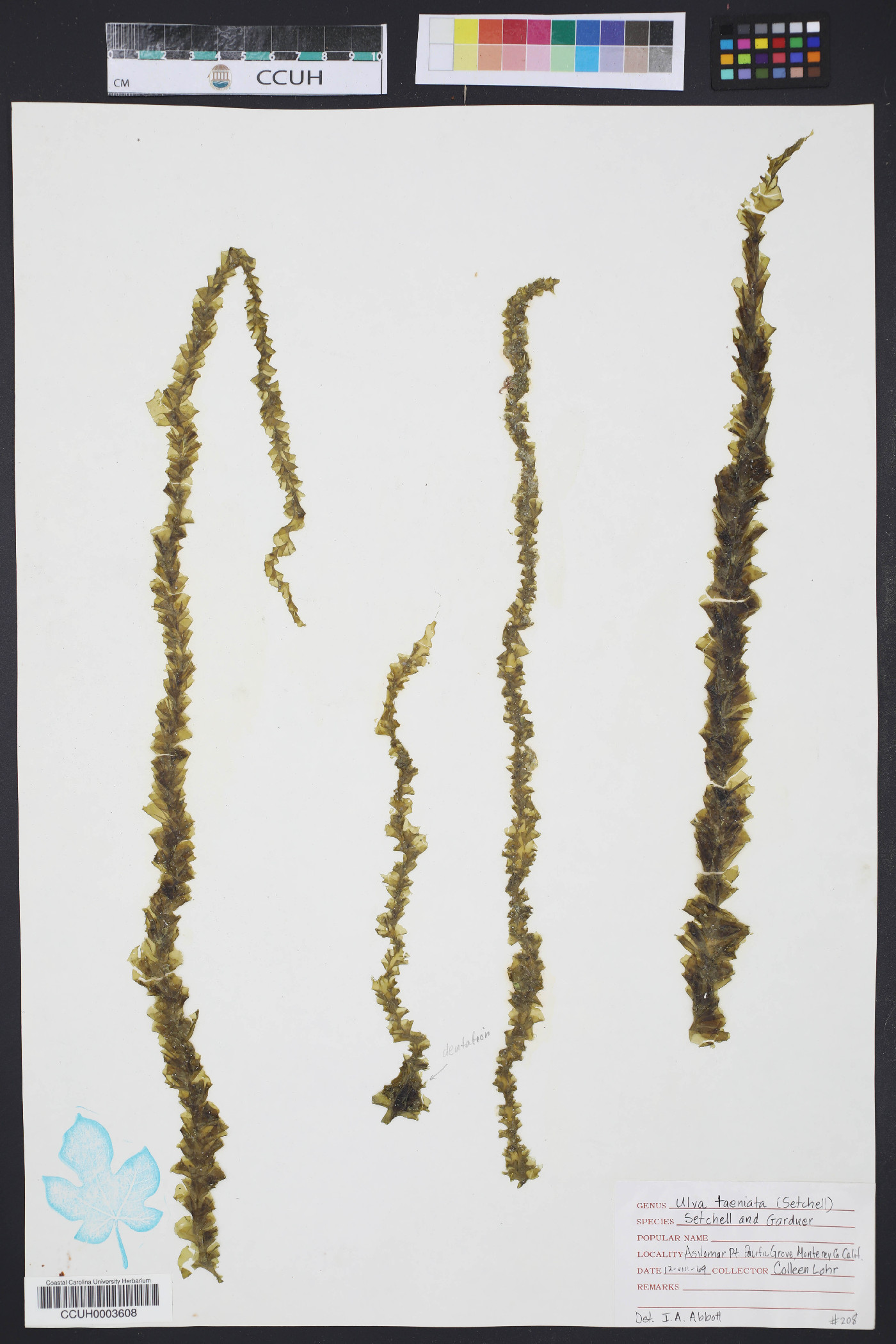 Ulva taeniata image