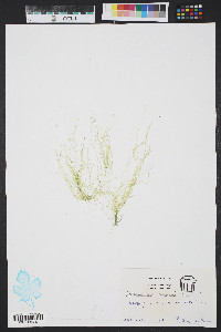 Enteromorpha compressa image