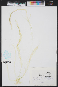 Enteromorpha compressa image