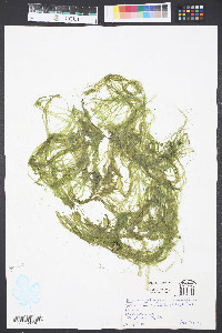 Enteromorpha compressa image