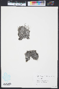 Media resource of Cladophora fuliginosa